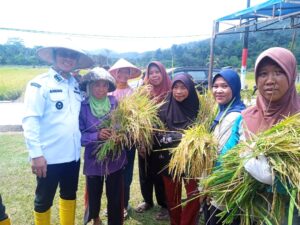 Bupati Anambas Aneng saat panen padi didampingi oleh Sejumlah Kepala Forkompinda dan Anggota DPRD Anambas