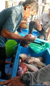 Penyitaan hasil tangkap