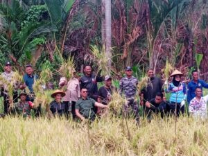 Kepala Desa Rewak Deva Syafutra saat Dampingi Bupati Anambas Panen Padi 06/9/2025