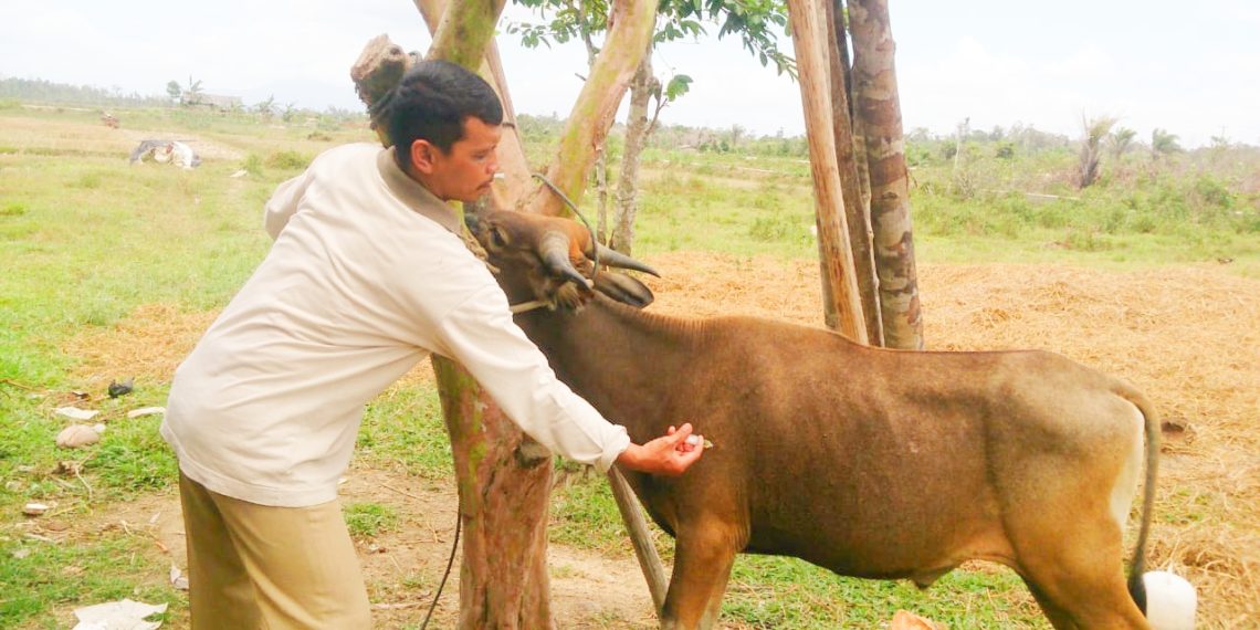 Dinas Pertanian Natuna Siapkan Team Untuk Pengawasan Hewan Qurban Tahun 2019