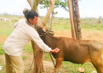 Dinas Pertanian Natuna Siapkan Team Untuk Pengawasan Hewan Qurban Tahun 2019