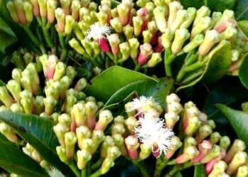 Pj. Sekda Natuna ; Pemerintah Natuna Dukung Strategi Kebijakan Dinas Pertanian Natuna Melalui Program Pembangunan Perkebunan P3MTPB.