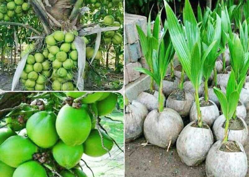 Pj. Sekda Natuna ; Pemerintah Natuna Dukung Strategi Kebijakan Dinas Pertanian Natuna Melalui Program Pembangunan Perkebunan P3MTPB.