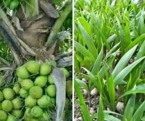 Distan Natuna Tahun Ini, Munculkan Pragram Penanaman 2.070 Bibit Kelapa Hibrida