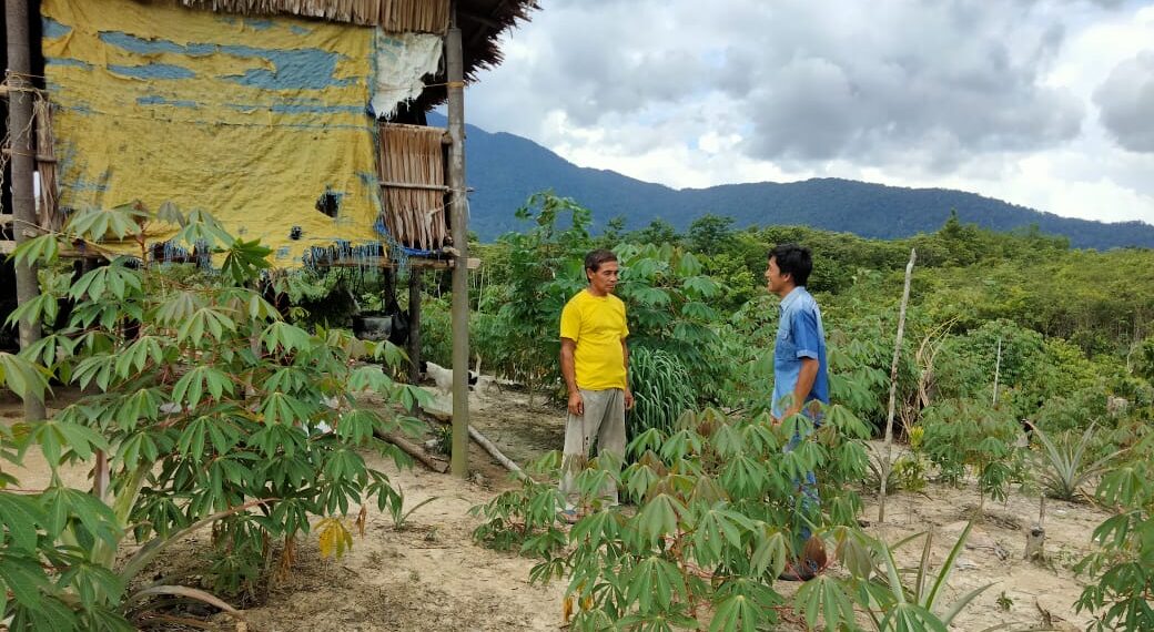 Tanaman Singkong, Penunjang Ekonomi Dimasa Pandemi