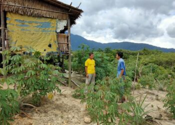 Tanaman Singkong, Penunjang Ekonomi Dimasa Pandemi