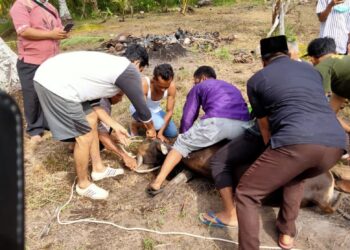 Tahun Ini Desa Kelanga Dapat 9 Hewan Kurban, 3 Hewan Kurban Di Sekalong