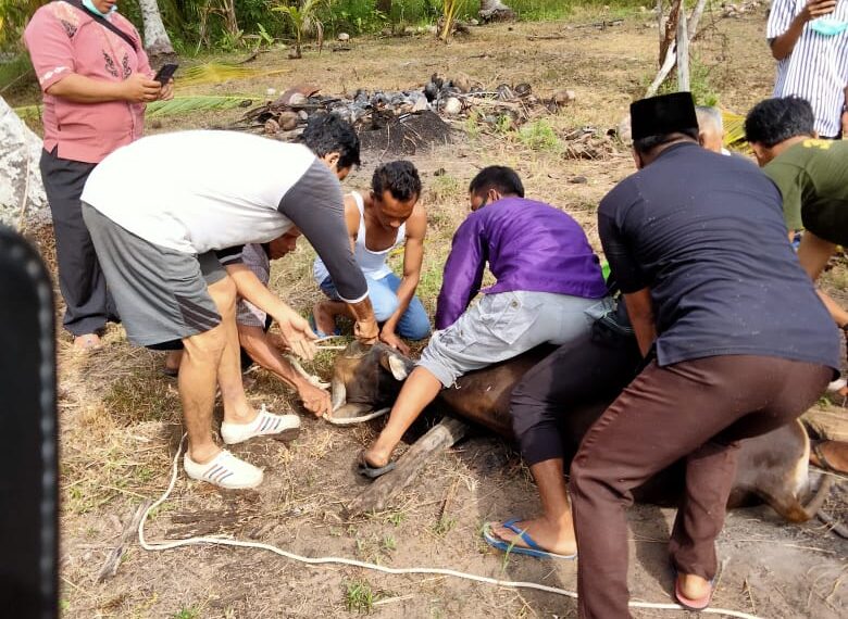 Tahun Ini Desa Kelanga Dapat 9 Hewan Kurban, 3 Hewan Kurban Di Sekalong