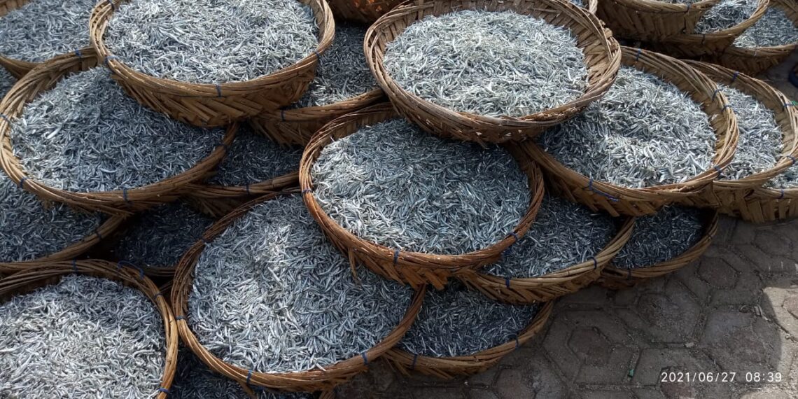 Masa Pandemi Covid-19, Ikan Bilis Berkah dan Dongkrak Ekonomi Nelayan Desa Tanjung Pala