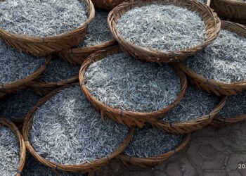 Masa Pandemi Covid-19, Ikan Bilis Berkah dan Dongkrak Ekonomi Nelayan Desa Tanjung Pala