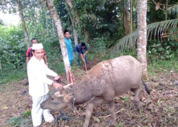 Ketua GMPK Kepri Serahkan Hewan Kurban Kepada Masyarakat Kurang Mampu
