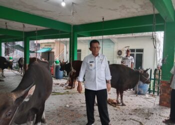 Masyarakat Anambas Dapat Sapi Kurban dari Presiden RI Joko Widodo