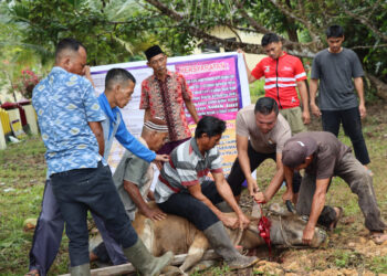 Polres Natuna Sembelih 4 Ekor Hewan Qurban