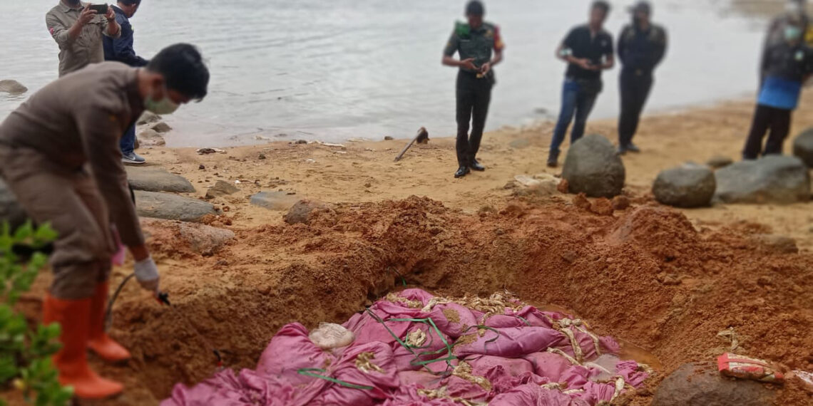 Daging Busuk Satu Container Yang Terdampar Dimusnahkan Pemerintah Anambas