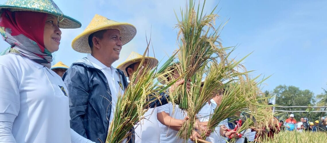 Gubernur Kepri Ansar Ahmad Panen Padi Perdana di Pulau Dompak