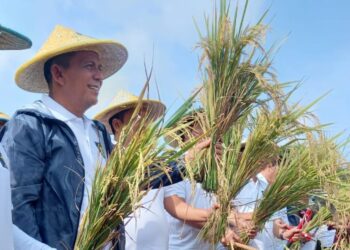 Gubernur Kepri Ansar Ahmad Panen Padi Perdana di Pulau Dompak