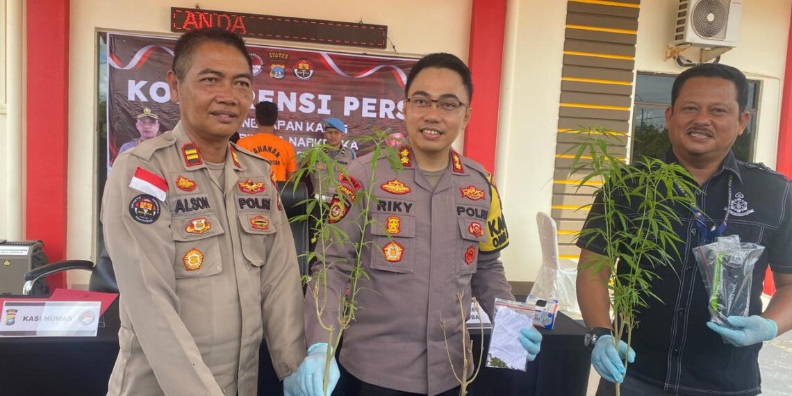Polres Bintan Berhasil Mengungkap Tersangka Pemilik Kebun Ganja