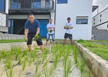 KKSS Kepri Adakan Pelatihan Menanam Padi