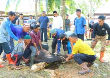 Idul Adha 1445 H, Polres Natuna Qurban 6 Ekor Sapi
