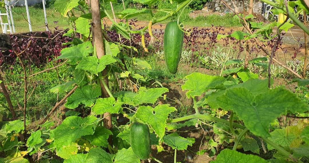 Hasil Pelatihan Kemandirian WBP di Lapas Narkotika Tanjungpinwng Tumbuh Subur