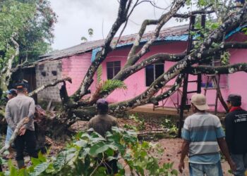 Pohon Rambutan Tumbang Timpa Rumah Warga di Bintan Timur, Tidak Ada Korban Jiwa 
