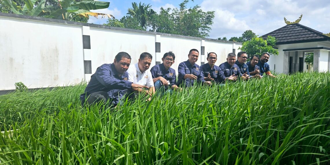 Menjadi Motivator, Pengurus PWI Kepri Tinjau Sawah Padi Milik Ady Pawennari Sebagai Sawah Percontohan