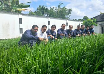 Menjadi Motivator, Pengurus PWI Kepri Tinjau Sawah Padi Milik Ady Pawennari Sebagai Sawah Percontohan