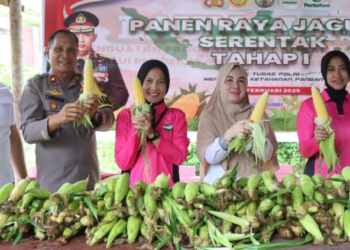 Kapolres Natuna Panen Raya Jagung Serentak, Dukung Ketersediaan Stok Lokal