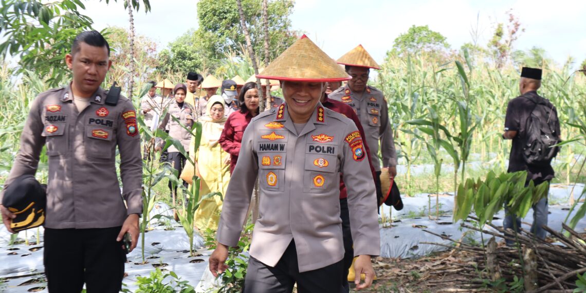 Kapolresta Tanjungpinang Panen Raya Jagung Bersama Kelompok Tani Maju Sejati