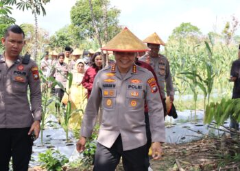 Kapolresta Tanjungpinang Panen Raya Jagung Bersama Kelompok Tani Maju Sejati