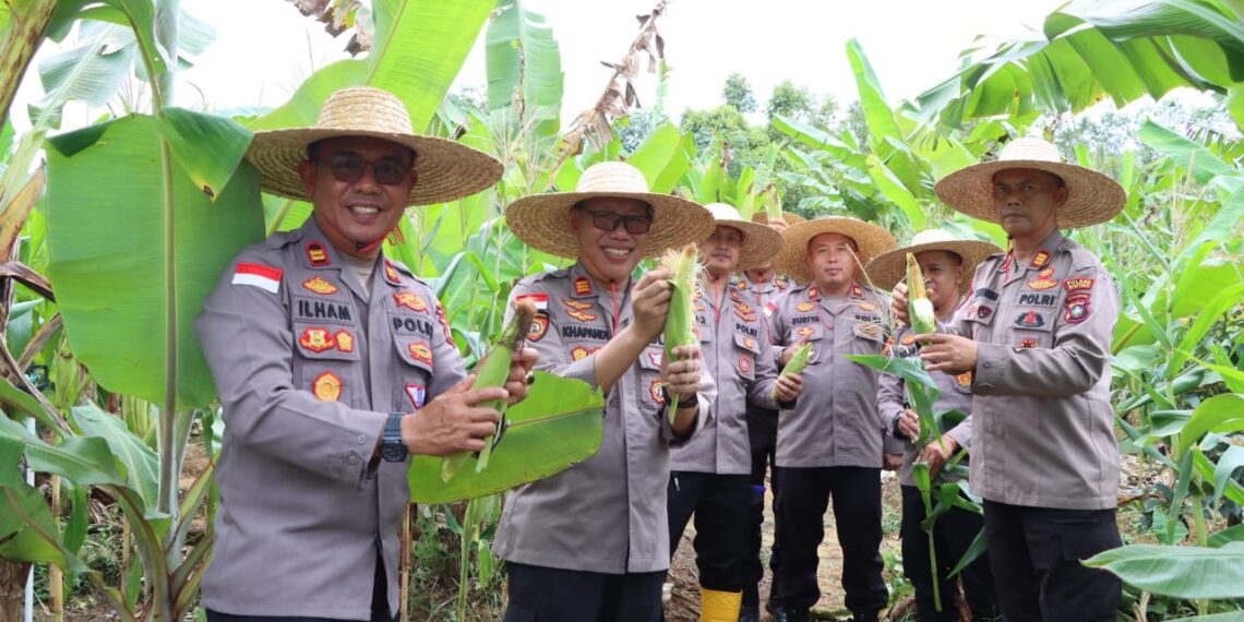 Panen Raya Jagung Tahap Kedua, Polres Bintan Wujudkan Dukungan Nyata terhadap Ketahanan Pangan
