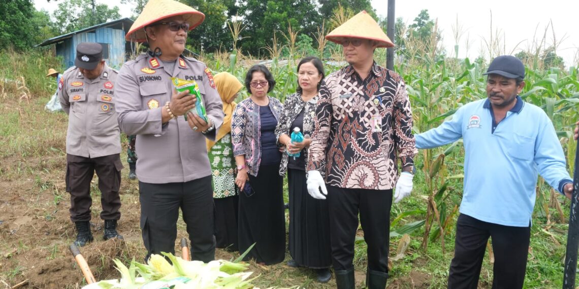 Sinergi Polsek dan Petani, Panen Raya Jagung Warnai Ketahanan Pangan di Tanjungpinang Timur