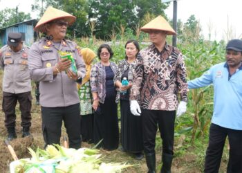 Sinergi Polsek dan Petani, Panen Raya Jagung Warnai Ketahanan Pangan di Tanjungpinang Timur