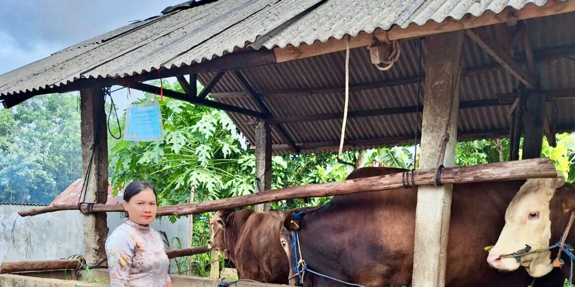 Jelang Iduladha, DPPP Tanjungpinang Pastikan Ketersediaan dan Kesehatan Hewan Kurban Terjamin