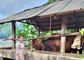 Jelang Iduladha, DPPP Tanjungpinang Pastikan Ketersediaan dan Kesehatan Hewan Kurban Terjamin