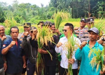 Dukung Ketahanan Pangan, Kapolres Hadiri Panen Raya Padi di Anambas