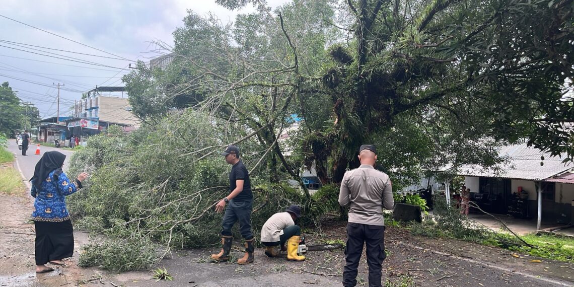 Pohon Tumbang di Depan Komplek TNI AL Jalan Sei Jang, Pengendara Motor Nyaris Tertimpa