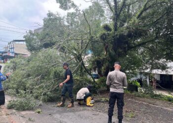 Pohon Tumbang di Depan Komplek TNI AL Jalan Sei Jang, Pengendara Motor Nyaris Tertimpa