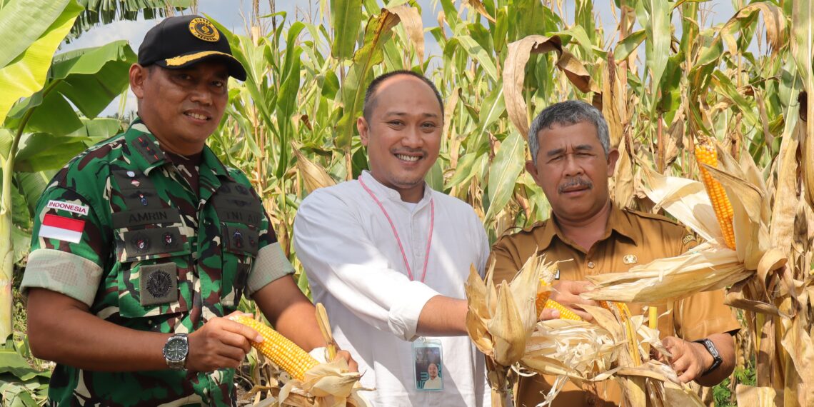 Denhanud 477 Kopasgat Panen Jagung : Dukung Ketahanan Pangan Nasional dari Natuna