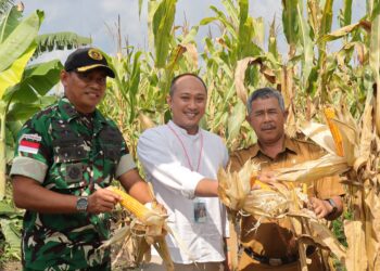 Denhanud 477 Kopasgat Panen Jagung : Dukung Ketahanan Pangan Nasional dari Natuna