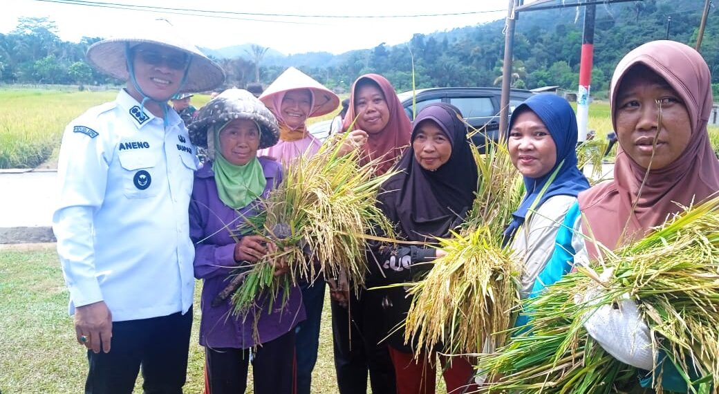 Bupati Anambas Aneng saat panen padi didampingi oleh Sejumlah Kepala Forkompinda dan Anggota DPRD Anambas