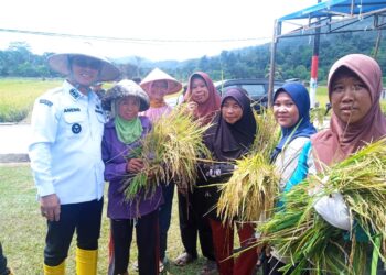 Bupati Anambas Aneng saat panen padi didampingi oleh Sejumlah Kepala Forkompinda dan Anggota DPRD Anambas
