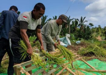Panen 2,5 Ton Padi di Desa Rewak: Semangat Petani Jemaja Perkuat Ketahanan Pangan 2025