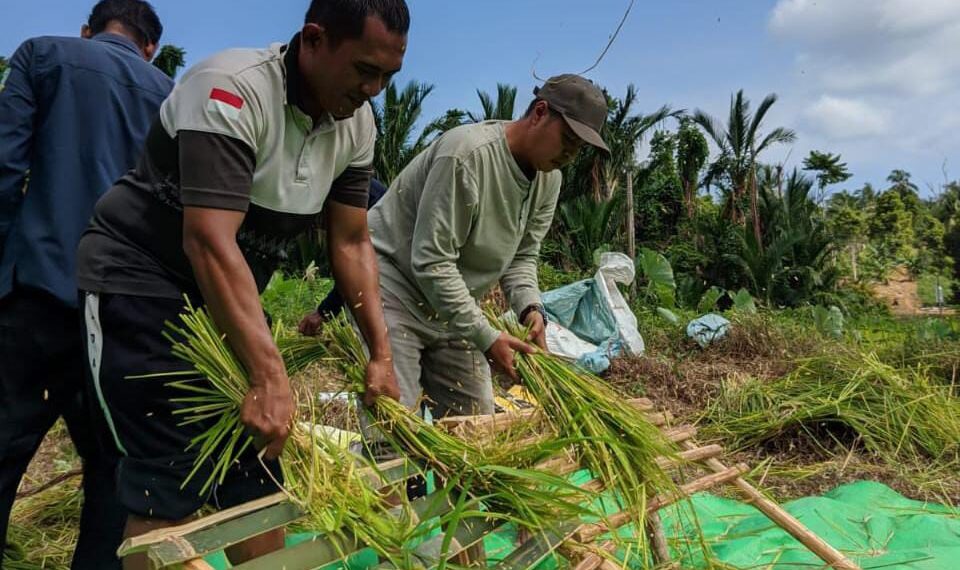 Panen 2,5 Ton Padi di Desa Rewak: Semangat Petani Jemaja Perkuat Ketahanan Pangan 2025