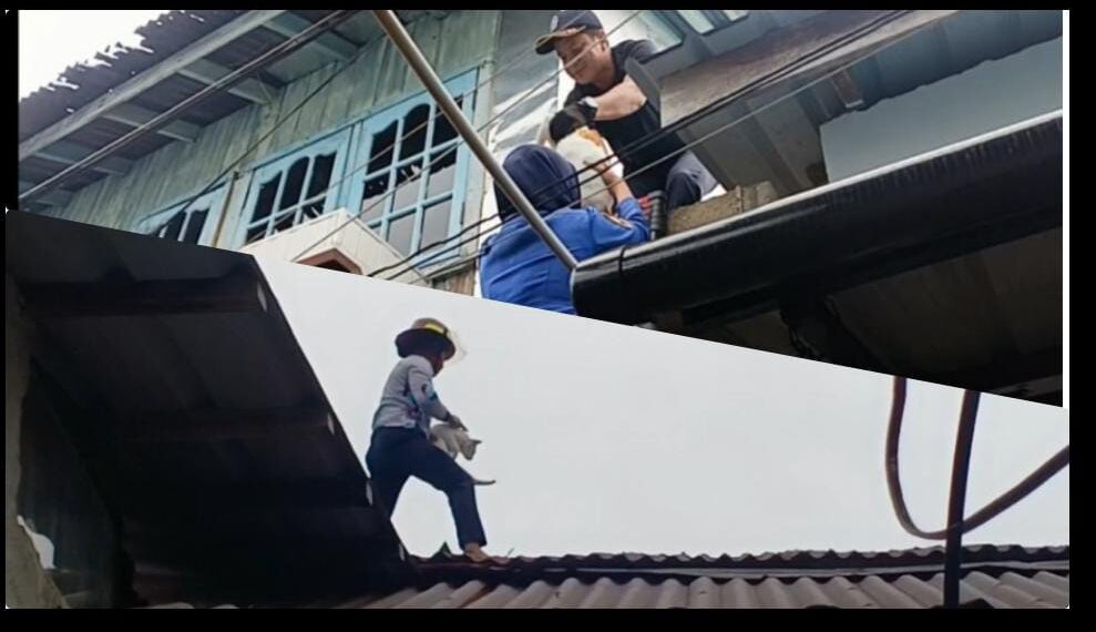 Damkar Anambas Evakuasi Kucing Terjebak Diloteng, Matari Imbau Waspada Potensi Bahaya Kebakaran
