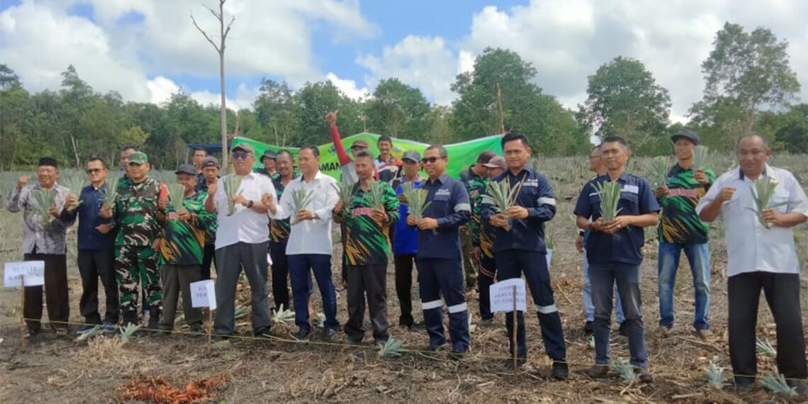 Bersama Kelompok Tani Bina Tani Tailong, PT TIMAH Tbk Tanam Lima Puluh Ribu Bibit Nanas di Kundur