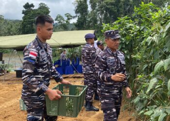 Komandan Lanal Tarempa Letkol Laut (P) Romi Sitorus, S.E. saat melakukan panenan raya