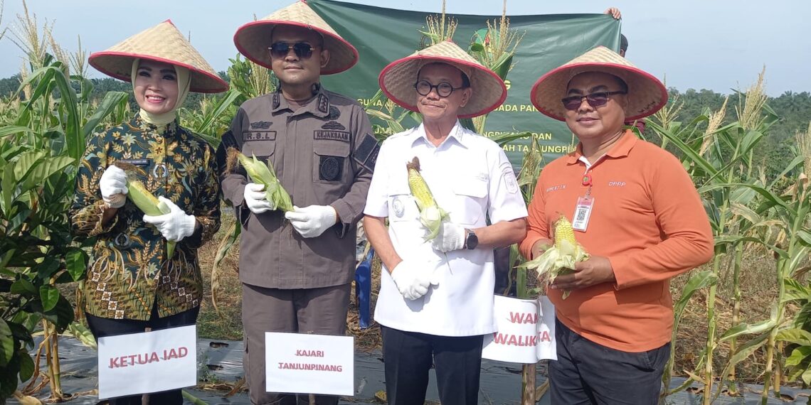 Kejari Tanjungpinang dan Pemko Tanjungpinang Panen Bersama, Wujudkan Ketahanan Pangan