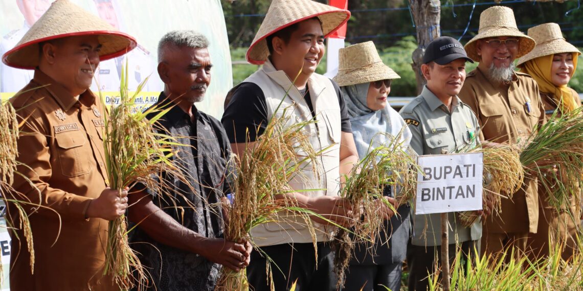 Bupati Bintan Roby Kurniawan, didampingi Sekretaris Daerah Kabupaten Bintan Ronny Kartika, melaksanakan panen perdana padi gogo bersama Kelompok Tani Maju Jaya di Kampung Sei Jeram, Desa Lancang Kuning, Kecamatan Bintan Utara