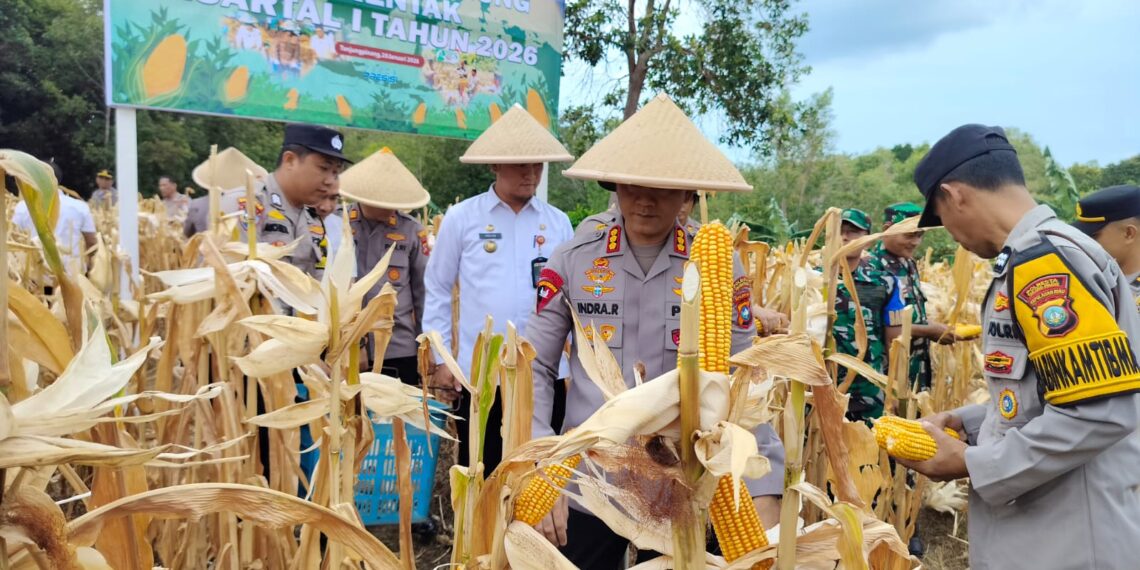 Dukung Ketahanan Pangan, Polres Tanjungpinang Panen Jagung di Bukit Lestari